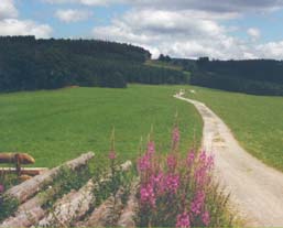 Schöner Wanderweg in Andreasberg